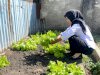 Manfaatkan Lahan Brandgang, Rutan Majene Panen 10 Kilogram Selada