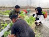 Panen 80 Kilogram Kangkung, Rutan Majene Libatkan Warga Binaan dan Peserta Magang