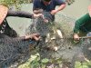 Panen 26 Kilogram Ikan Patin, Lapas Amuntai Dorong Pembinaan Produktif Warga Binaan