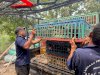 Perkuat Pembinaan Kemandirian, Lapas Narkotika Muara Sabak Tambah Ayam Petelur dan Perluas Kandang