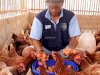 Peternakan Produktif, Lapas Batulicin Kembali Panen 297 Butir Telur Ayam