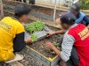 Kembangkan Potensi Lahan, Warga Binaan Rutan Marabahan Mulai Budidayakan Sawi