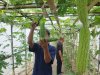 Konsisten Produktif, Rutan Kebumen Kembali Panen Pare 14 Kilogram