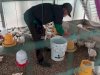 Pastikan Ternak Terawat, Kalapas Amuntai Pantau Pembinaan Ayam, Itik, dan Ikan Lele