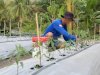 Dukung Ketahanan Pangan, Rutan Majene Rawat Tanaman Cabai di SAE RUTANE