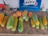 Warga Binaan Rutan Donggala Panen 20 Kilogram Pepaya California 