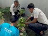 Manfaatkan Lahan Terbatas, LPKA Palu Panen 8 Kilogram Sawi Segar