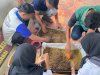 Jaga Siklus Budidaya BSF, Rutan Barabai Pilih Maggot Fase Prepupa