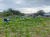 Lahan SAE Produktif, Lapas Luwuk Tumbuhkan Ketahanan Pangan dan Kemandirian