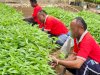 Dukung Ketahanan Pangan, Lapas Tual Panen 25 Kilogram Sayur Kangkung