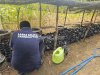 Lapas Pangkalpinang Dorong Kemandirian Warga Binaan lewat Pre Nursery Sawit Sriwijaya V