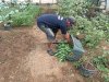 Hijau dan Produktif, Lapas Amuntai Kembali Panen 15 Kilogram Kangkung Hasil Pembinaan