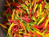 Produktif di Tengah Kemarau, Lapas Namlea Sukses Panen Cabai Rawit