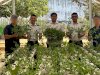 Produktifkan Lahan, Lapas Banjarbaru Panen 200 Netpot Seledri Hidroponik