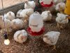 Pembinaan Kemandirian Berbuah Hasil, Lapas Amuntai Panen 17 Ekor Ayam Pedaging