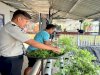 Tetap Produktif di Musim Kemarau, Lapas Narkotika Karang Intan Panen Mint untuk Produksi Teh Mint Laskarin