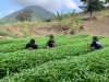 Lapas Bandanaira Manfaatkan Lahan SAE untuk Dorong Kemandirian Warga Binaan