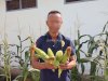 Ubah Lahan Kosong Jadi Produktif, Lapas Ambon Panen 50 Kg Jagung