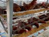 Belajar Mandiri Pangan dengan Kegiatan Ternak Ayam Petelur di Lapas Perempuan Palembang