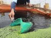 Lapas Batulicin Panen Azolla, Dorong Kemandirian Pakan dan Tekan Biaya Ternak