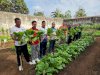 Panen 29 Kg Sawi, Lahan SAE Lapas Tual Makin Produktif