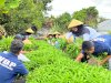 Kemarau Panjang Tak Surutkan Semangat, Lapas Bandanaira Panen 50 Ikat Kangkung dari Lahan SAE