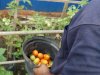 Panen Beragam Hasil Kebun, Lapas Amuntai Petik Tomat, Pare, dan Kangkung