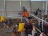 Panen Telur Setiap Hari, Lapas Terbuka Kendal Kembangkan Breeding Berbagai Jenis Ayam