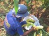 Lapas Kuningan Buktikan SAE Produktif Hasilkan 300 Kg Jagung