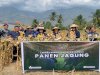 Warga Binaan Produktif, Lapas Perempuan Palu Sukses Panen Satu Ton Jagung 