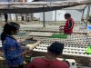 Budidaya Selada Hidroponik Perkaya Keterampilan Warga Binaan Lapas Kendari