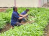 Lapas Tual Panen 24 Kilogram Kangkung Hasil Budi Daya Warga Binaan