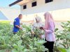 Rutan Unaaha Panen 4 Kg Terung dari Program Pembinaan Kemandirian