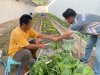 Rutan Majene Panen 23 Kg Sawi dan 16 Kg Kangkung di Area Brandgang
