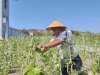 Senin Ceria, Lapas Namlea Panen Buncis dan Cabai Rawit