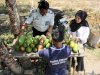 Panen 28 Pepaya California, Lapas Piru Kembangkan Kebun Kemandirian Warga Binaan