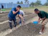 Perkuat Ketahanan Pangan, Rutan Masohi Tanam dan Kacang Tanah di Lahan SAE