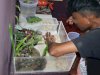Salurkan Bakat dan Kreativitas, Warga Binaan Lapas Ambon Buat Aquascape