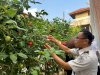 Geliat Kebun Lapas Wahai Pascakemarau, Panen 10 Kg Tomat Segar