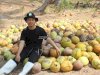 Panen 3.000 Buah Kelapa, Rutan Majene Produktifkan Lahan SAE
