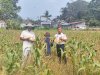 Dukung Ketahanan Pangan, Lapas Kendari Panen Jagung di Lahan Produktif