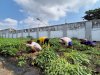 Brandgang Lapas Malang Terus Produktif, Warga Binaan Panen 224 Kg Kangkung