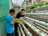 Budi Daya Sayuran Hidroponik, Lapas Kolonodale Bekali Warga Binaan Keterampilan Produktif