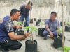 Lapas Geser Optimalkan Pembinaan Kemandirian lewat Budi Daya Cabai