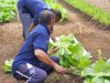 Lapas Tual Panen 27 Kilogram Sawi dari Lahan Asimilasi