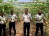 Uji Coba Tanam Paria di Lapas Atambua Tembus Panen 300 Kg