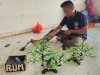 Warga Binaan Lapas Pangkalpinang Olah Plastik Bekas dan Spunbond Jadi Bonsai