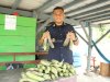 Lapas Piru Panen 6,5 Kg Terung dan Siapkan Lahan untuk Pepaya California