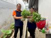 Manfaatkan Lahan Terbatas di Brandgang, Lapas Tabanan Panen Kangkung