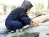  Optimalkan Sektor Pertanian, Lapas Perempuan Malang Tanam 83 Bibit Semangka di Area Brandgang